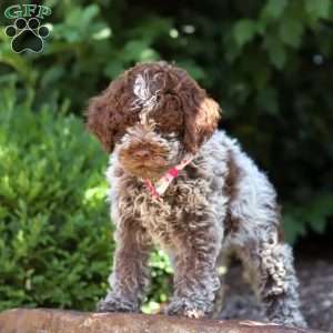 Miley, Lagotto Romagnolo Puppy